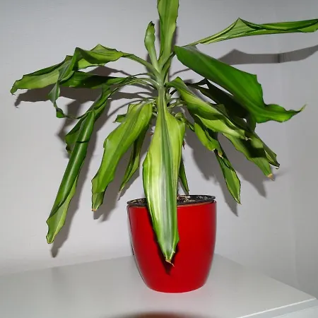 Apartmán Punta *